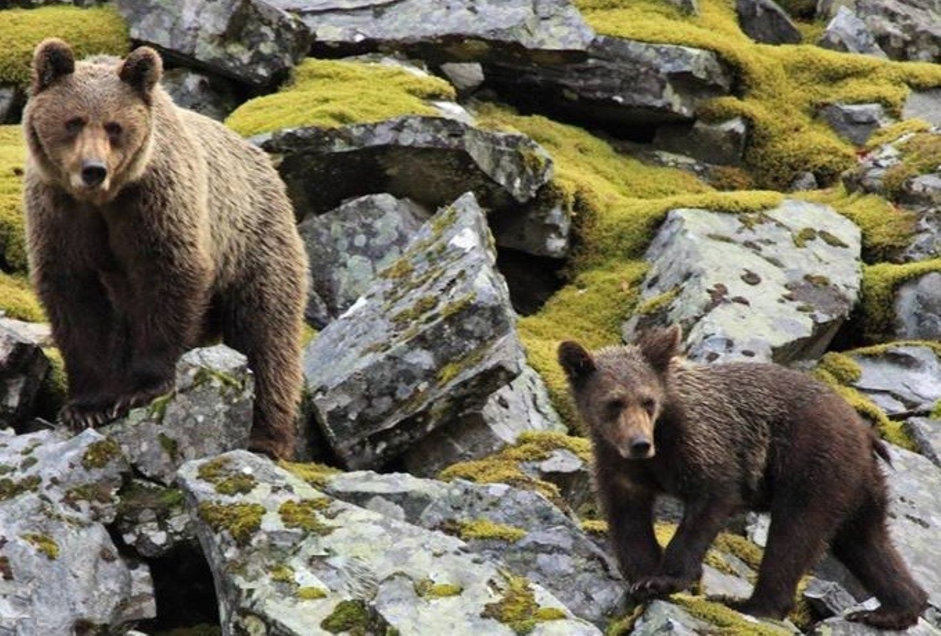 Imagen de Observación: Oso y Berrea